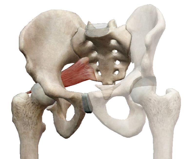 Грушевидная Piriformis