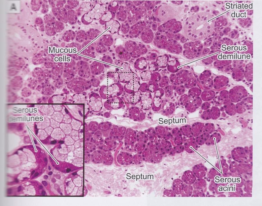 Print Vertebrate Histology Exam 4 flashcards | Easy Notecards