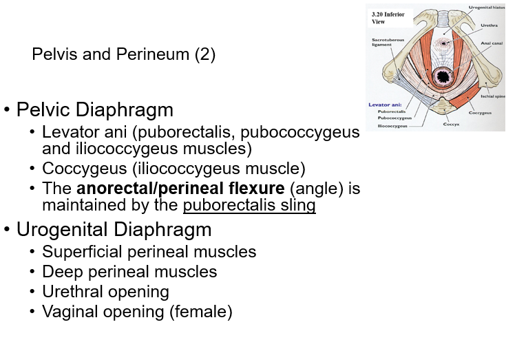 Exam 5 Clinical Anatomy Flashcards | Easy Notecards