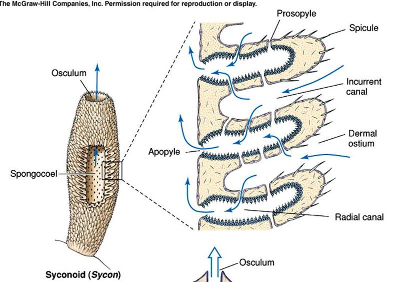 in syconoid sponges water moves in through the