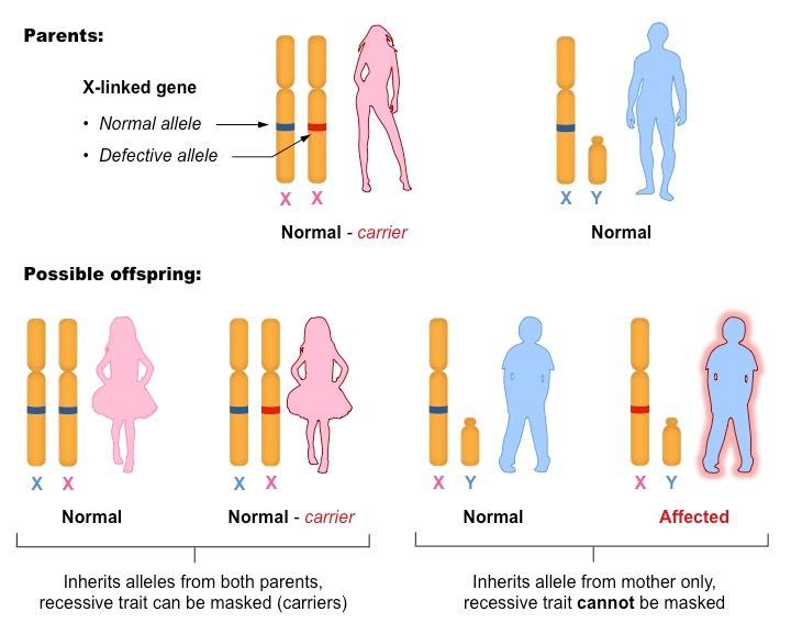 what is recessive allele simple definition