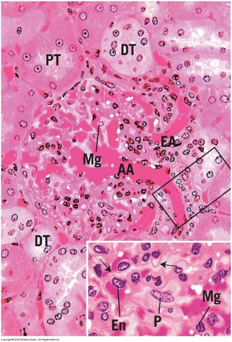 Print Vertebrate Histology Exam 4 flashcards | Easy Notecards