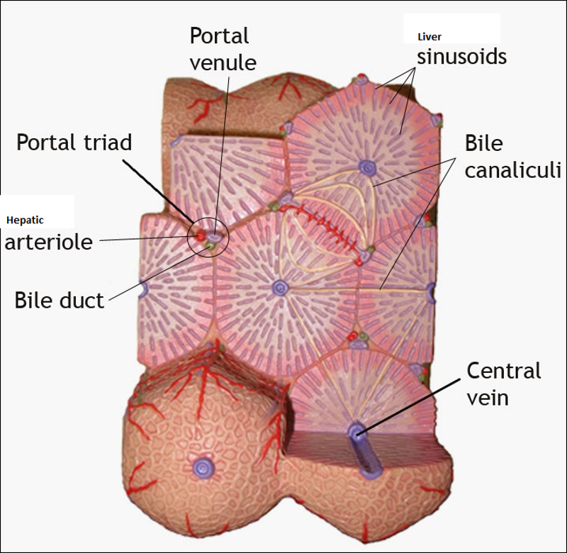 Activity 9: The Liver and Gallbladder and Examining the Histology of