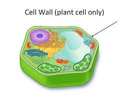 Print Cell Organelles and the Functions flashcards | Easy Notecards