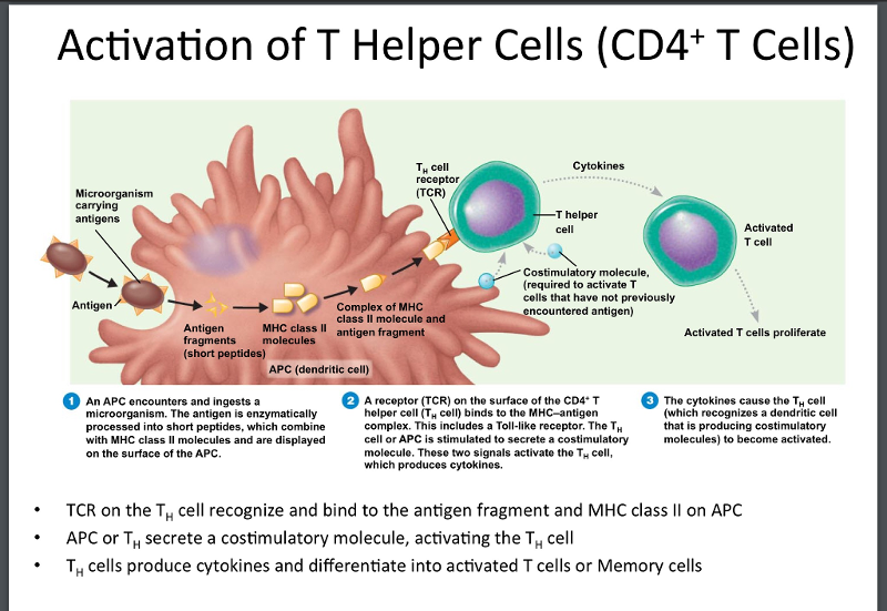 Астро хелпер. T Cell activation. T Helper Cells. Th - t-хелпер t Helper. Cd4 Cell activation.