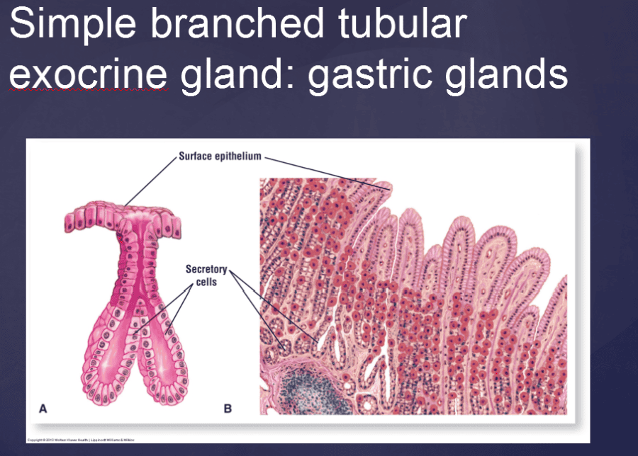 Print Vertibrate Histology Test 1 Flashcards Easy Notecards