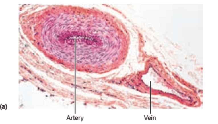 Activity 1 Examning The Microscopic Structure Of Arteries And Veins Flashcards Easy Notecards