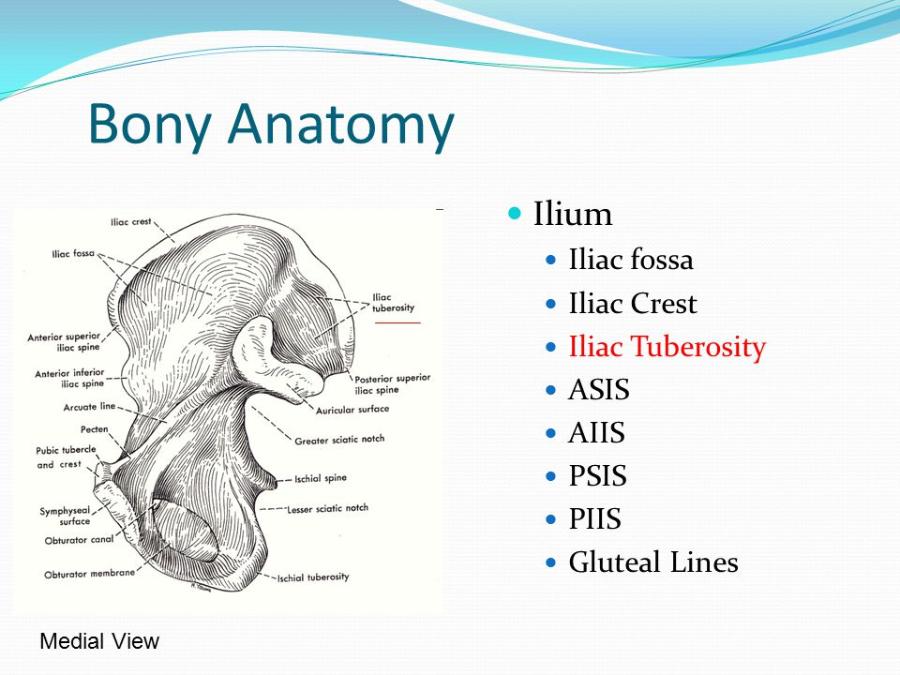 Tubercle Of The Iliac Crest