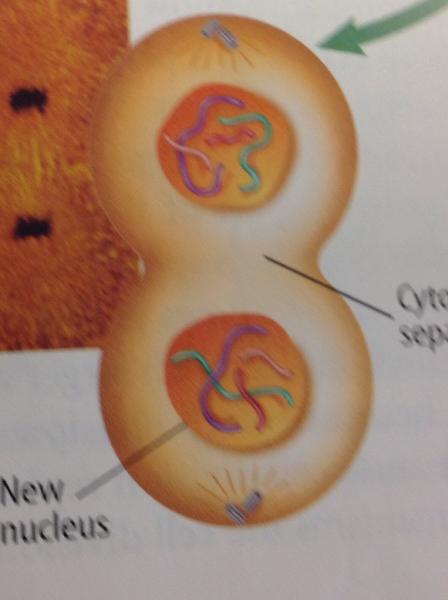 Chapter 4 cell division Flashcards | Easy Notecards