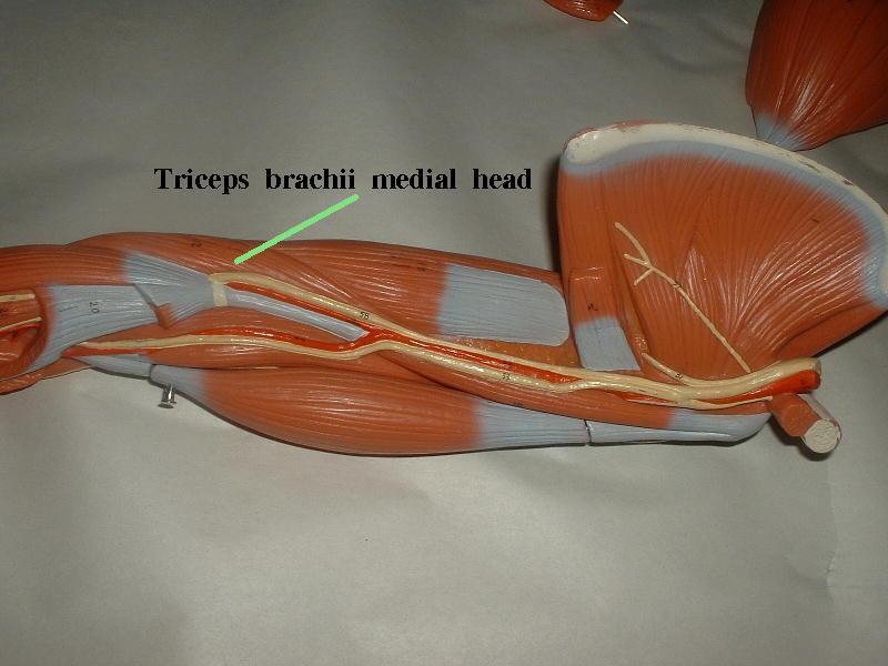 Triceps brachii muscle