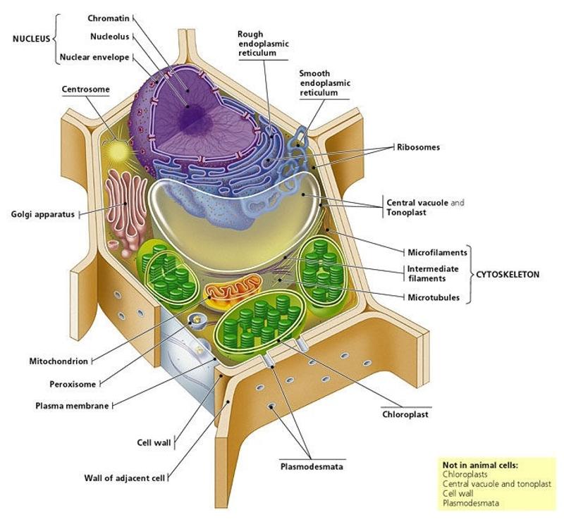 3D Plants Cells Model