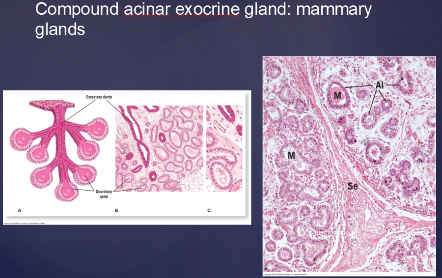 Print Vertibrate Histology Test 1 Flashcards Easy Notecards