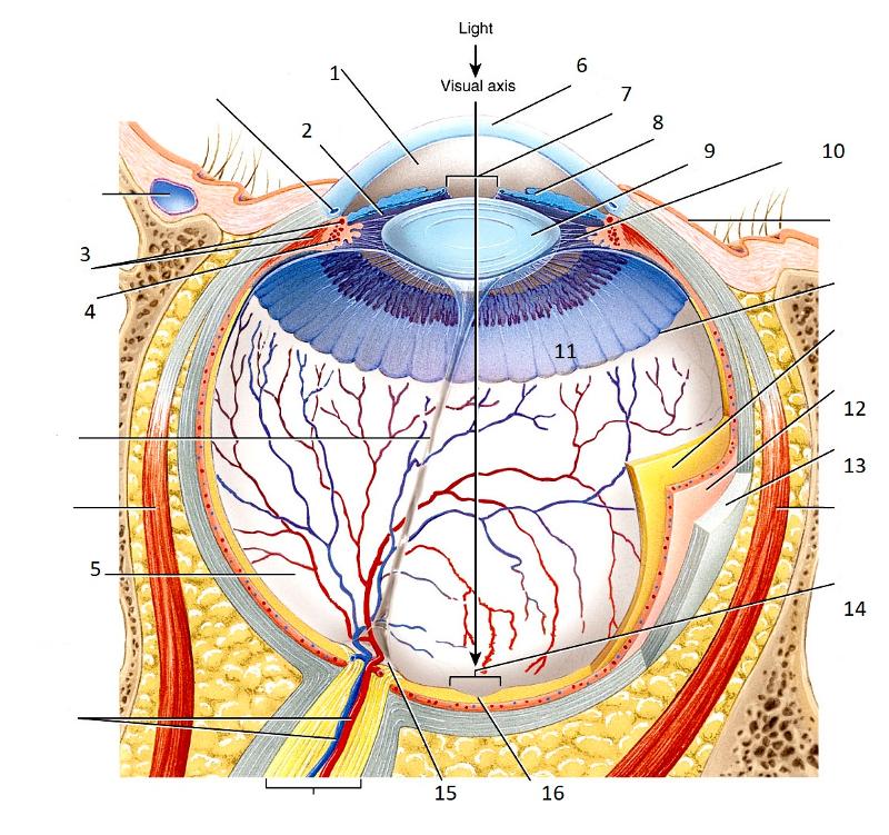 Print Eyeball Anatomy flashcards | Easy Notecards