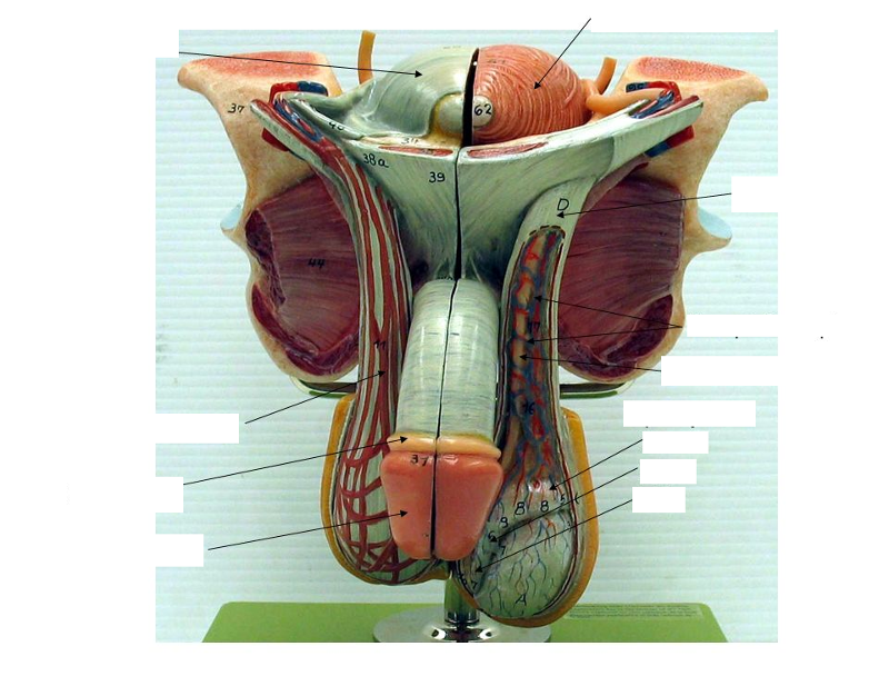 Male Reproductive System Labeled Quizlet Human Anatomy