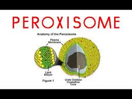 Cell Organelles and the Functions Flashcards | Easy Notecards