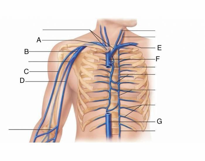 Anatomy of the Arteries and Veins Flashcards | Easy Notecards