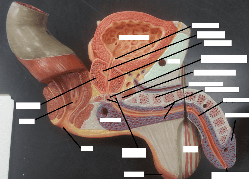 Print Activity 1: Identifying Male Reproductive Organs and Gross