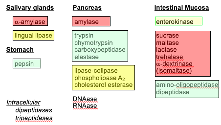 Print BIOL 243 flashcards | Easy Notecards