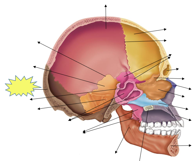 Head Anatomy Flashcards | Easy Notecards