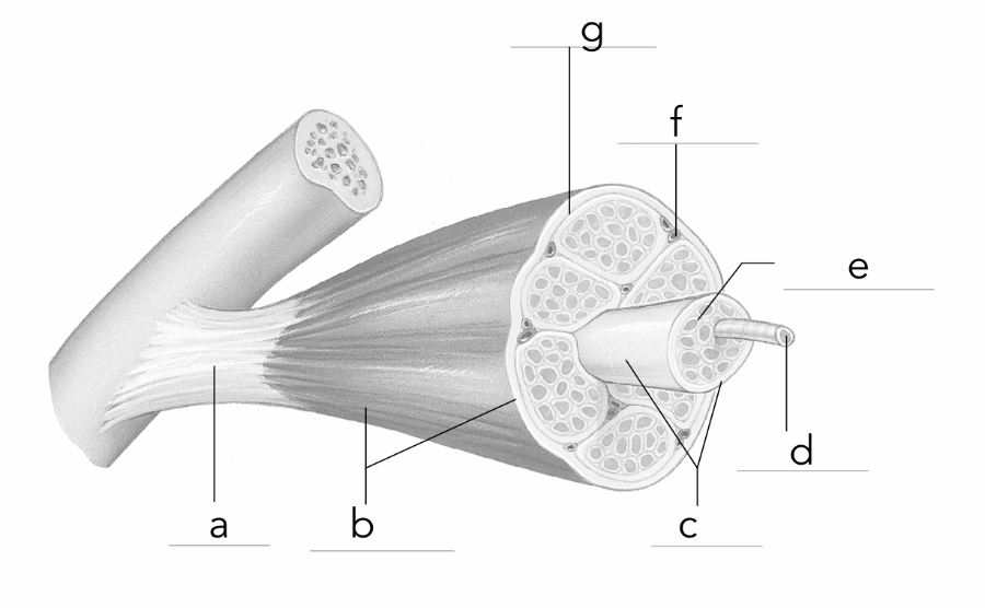 A P Diagrams Test 3 Flashcards Easy Notecards