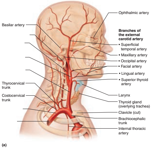 Activity 2 Locating Arteries On An Anatomical Chart Or Model And Major Systemic Arteries Of The Body Flashcards Easy Notecards