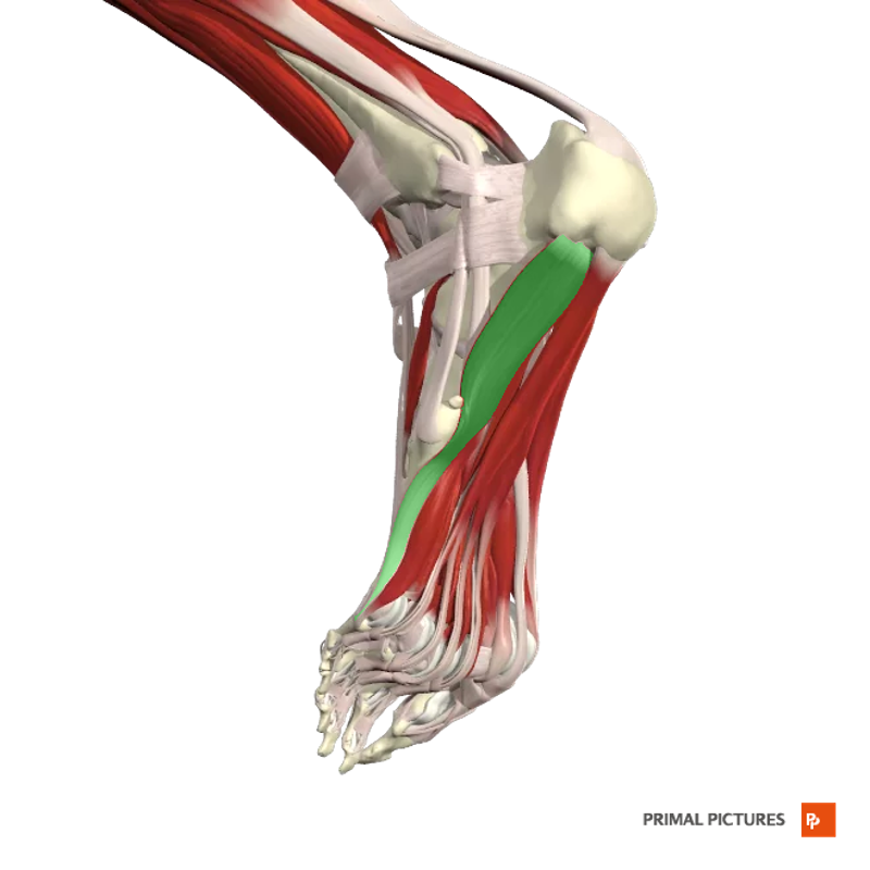 Muscles of the Foot Flashcards | Easy Notecards