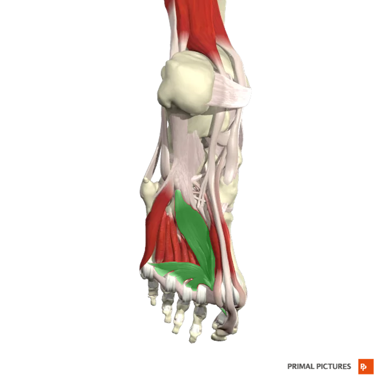 Muscles of the Foot Flashcards | Easy Notecards