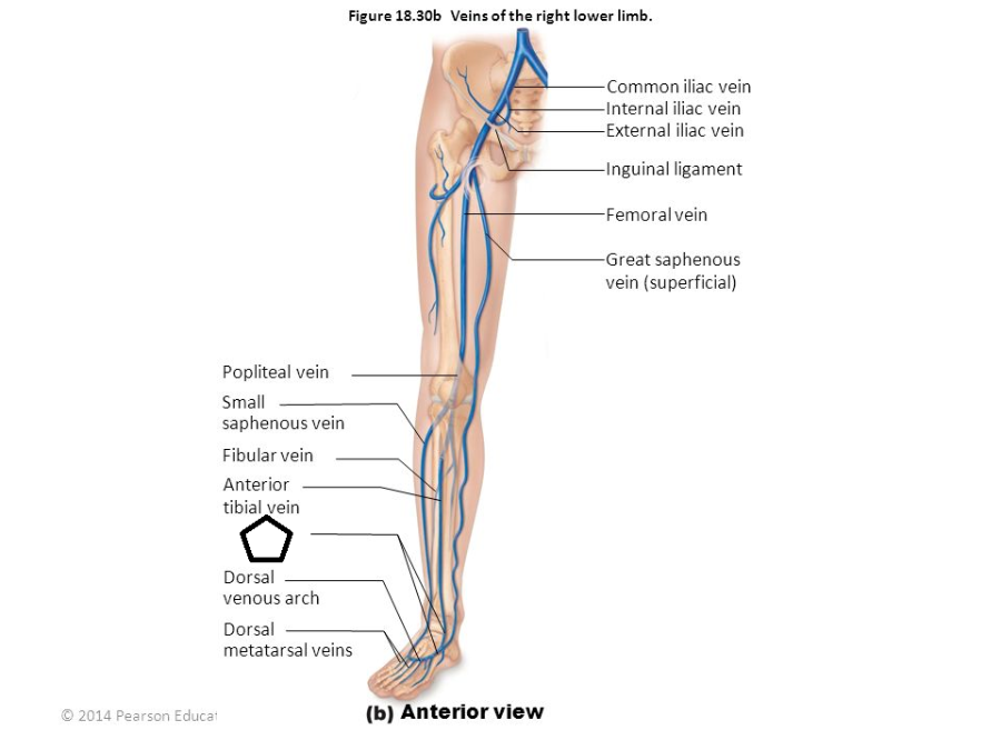 veins Flashcards | Easy Notecards