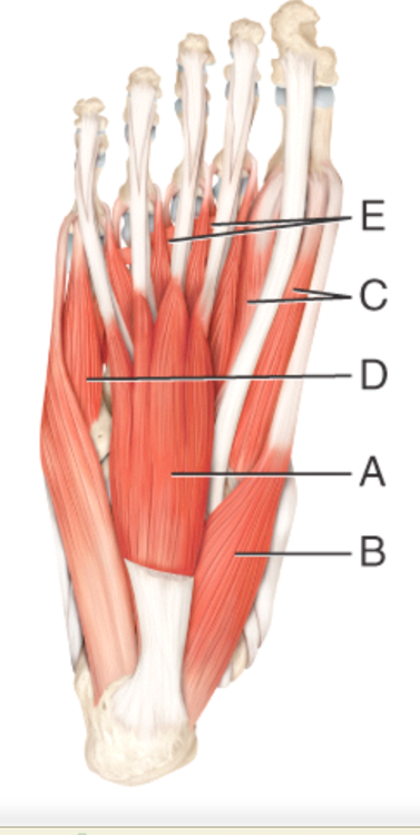 Chapter 11 anatomy Flashcards | Easy Notecards