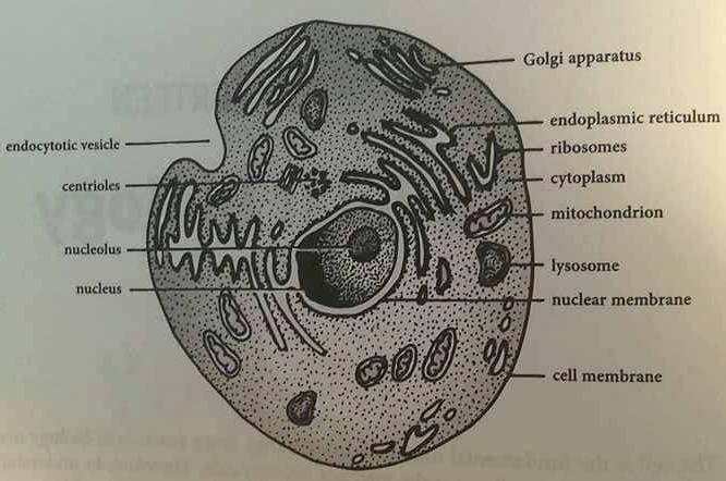 Print Cellular Biology flashcards | Easy Notecards