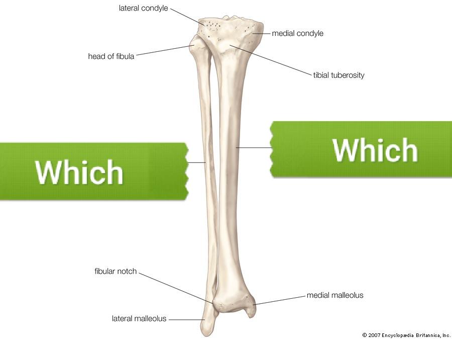 appendicular skeleton Flashcards | Easy Notecards