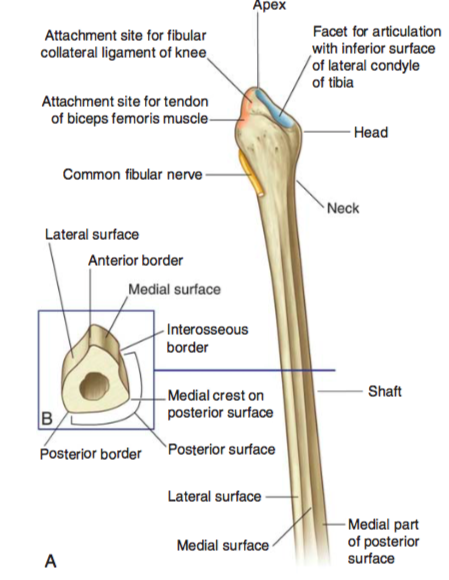 LOWER LIMB Flashcards | Easy Notecards