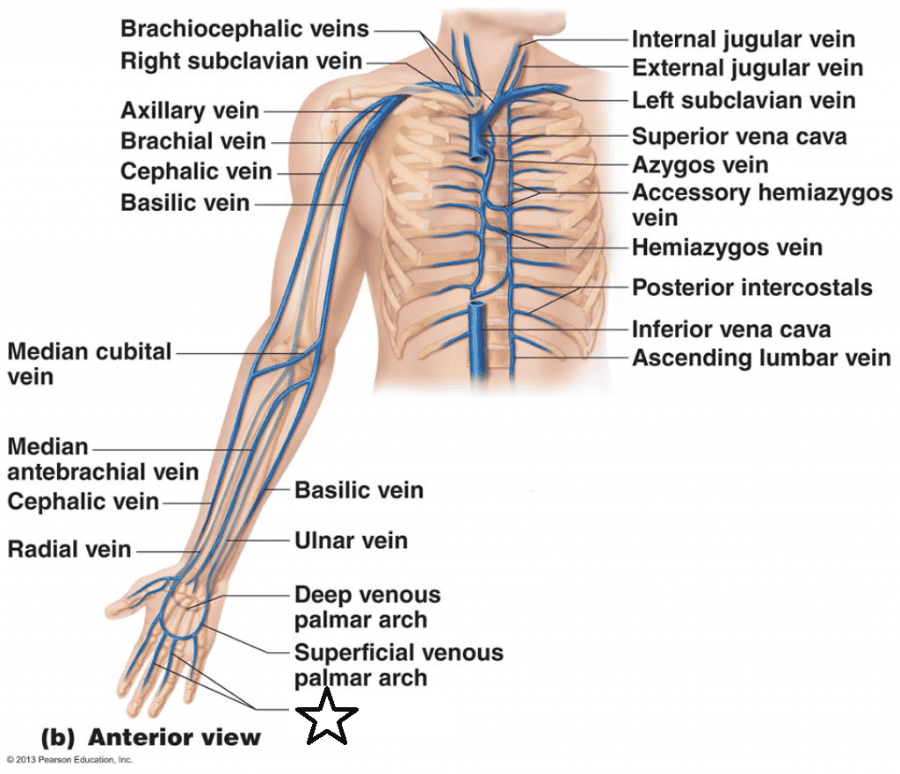 Veins Flashcards 