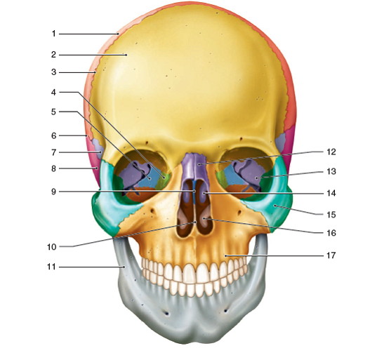 Print Anatomy of the anterior aspect of the skull flashcards | Easy