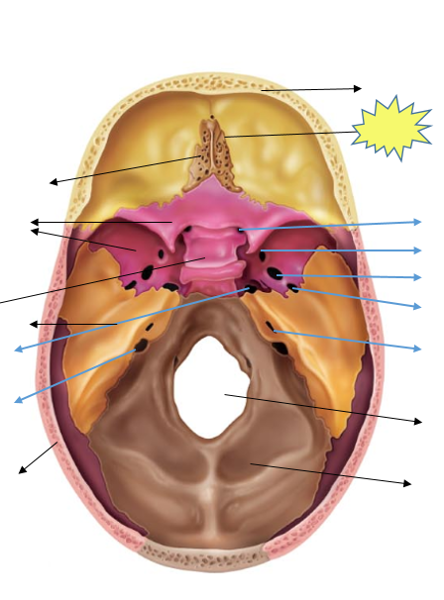 Head Anatomy Flashcards | Easy Notecards