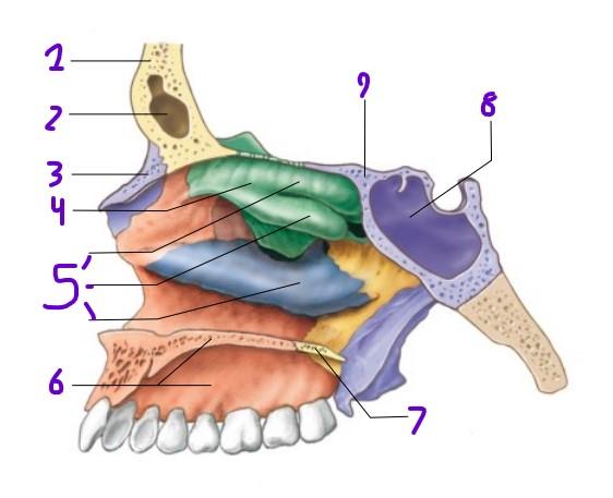 Anatomy Exam 4 Final Flashcards | Easy Notecards