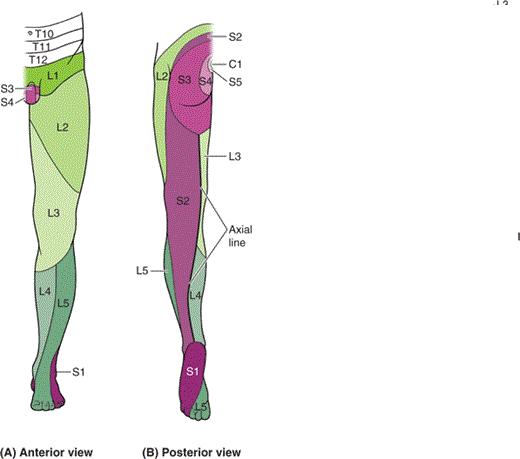 Dermatomes In Lower Limb