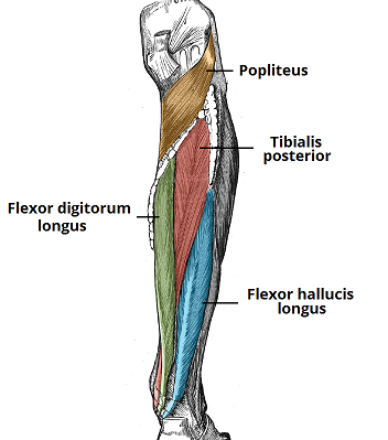 GSU Muscles of the Leg and Foot Flashcards - Easy Notecards