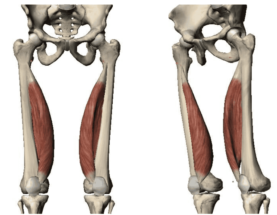 Muscles Of Lower Limb