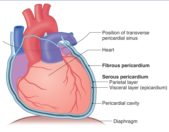 Anatomy of the hear t- week #3 Flashcards | Easy Notecards