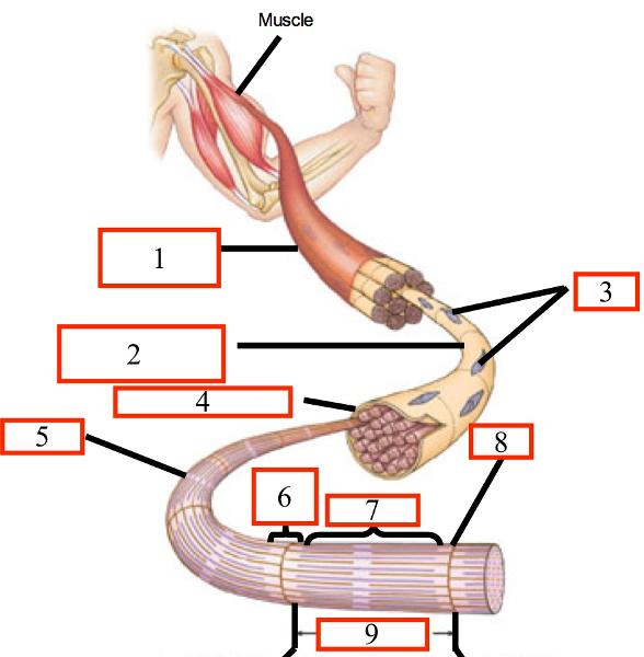 Muscle Anatomy Quiz Flashcards | Easy Notecards