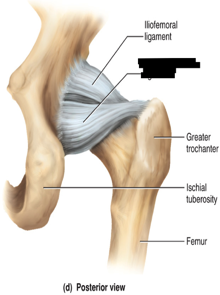 Print Lower Extremity Joints flashcards | Easy Notecards