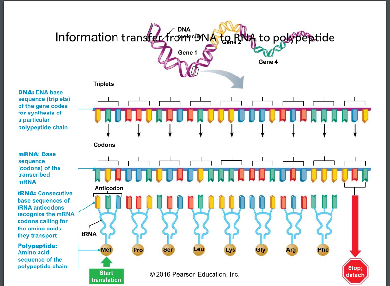 Ген триплет. Полипептид ДНК. Ген это триплет. Полипептид РНК. Старт и стоп кодоны ДНК.