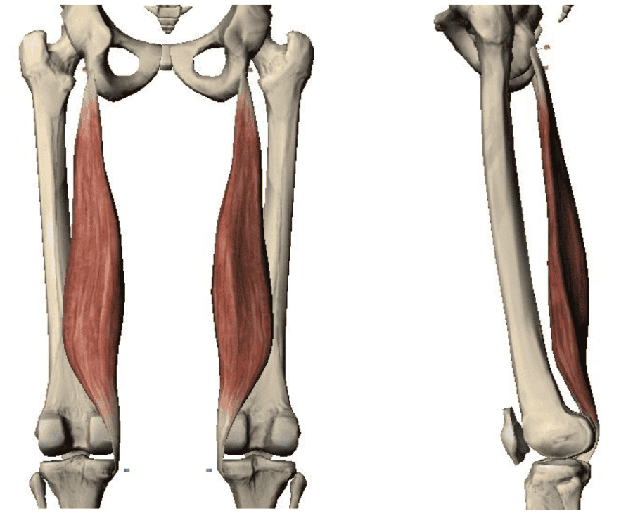 Lower Extremity Muscles Flashcards | Easy Notecards