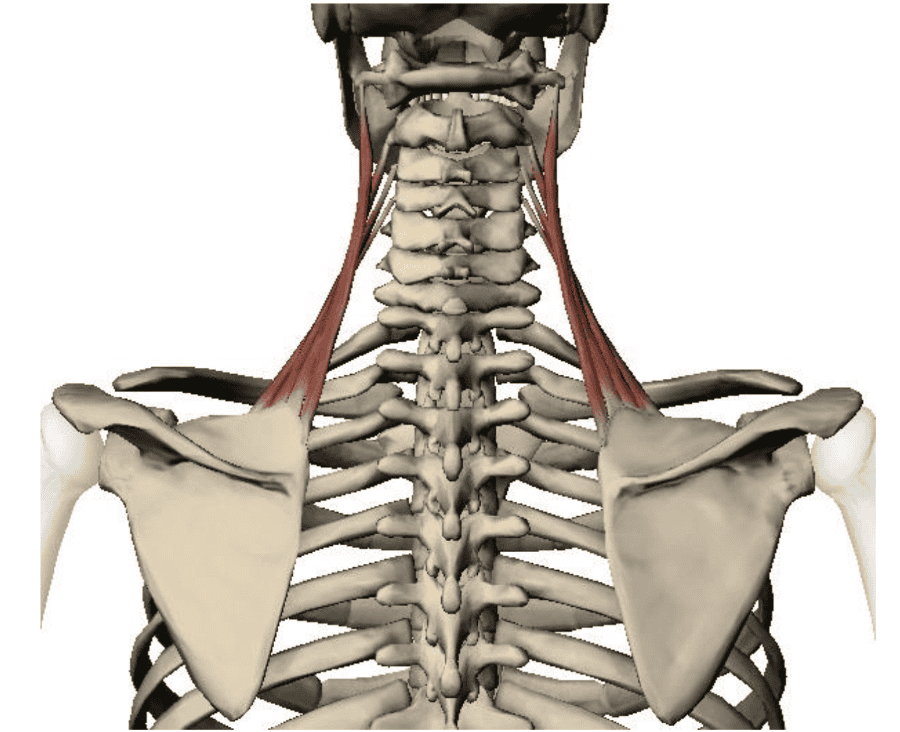 Upper Extremity Muscles Flashcards | Easy Notecards