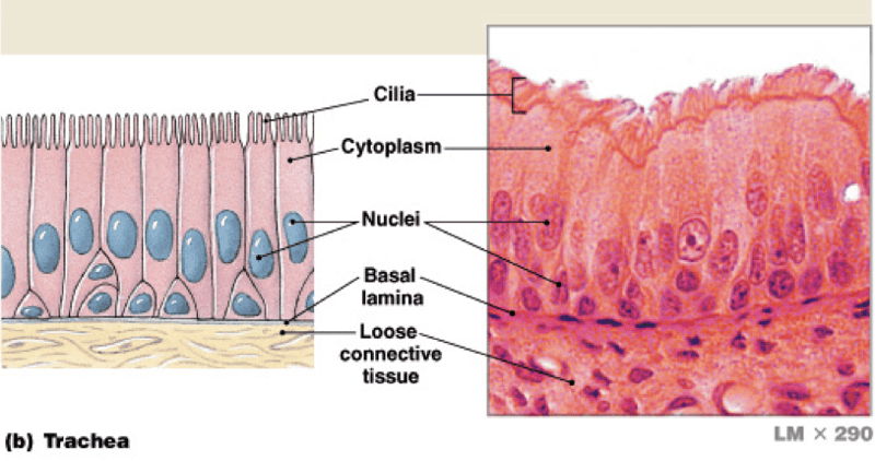 Histology Flashcards | Easy Notecards