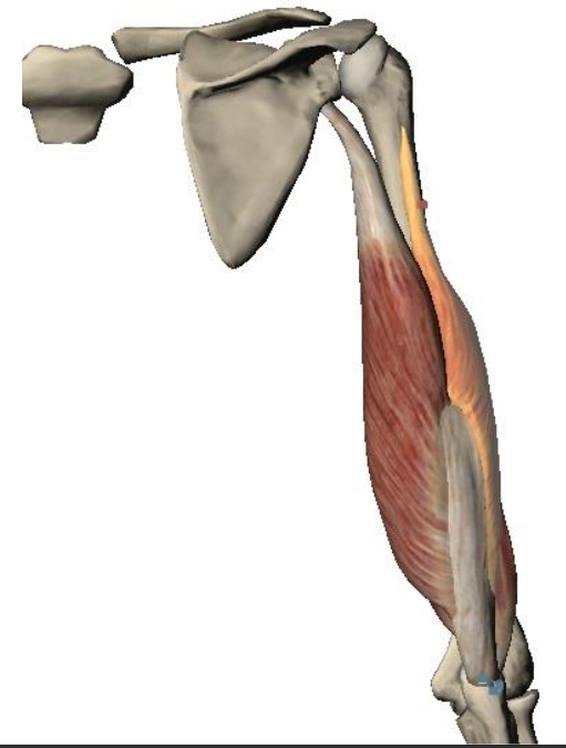 Трёхглавая мышца плеча, m. Triceps brachii:. Triceps brachii функции. M biceps brachii прикрепление. Длинная головка трехглавой мышцы плеча анатомия.