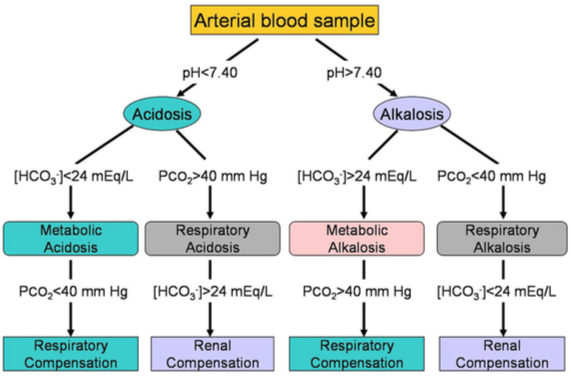 Patho Exam 5 - Acid/Base Flashcards | Easy Notecards