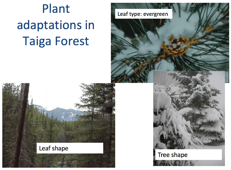 Taiga Plant Adaptations Sciencing 4341