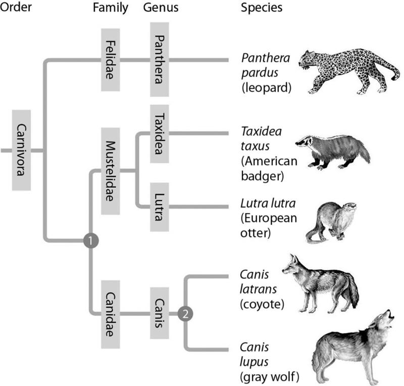 Bio Final - Chapter 20 Flashcards | Easy Notecards